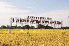 无锡关于成都商务伴游外围雇用的信息